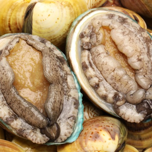 Two abalone.