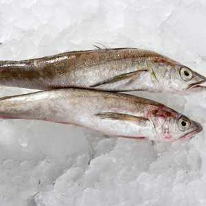 Two fresh hake fish on ice.