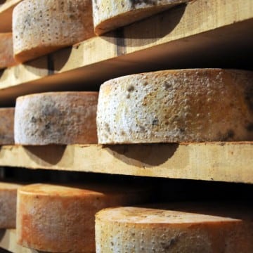 Wheels of fontina cheese.